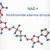 NAD+